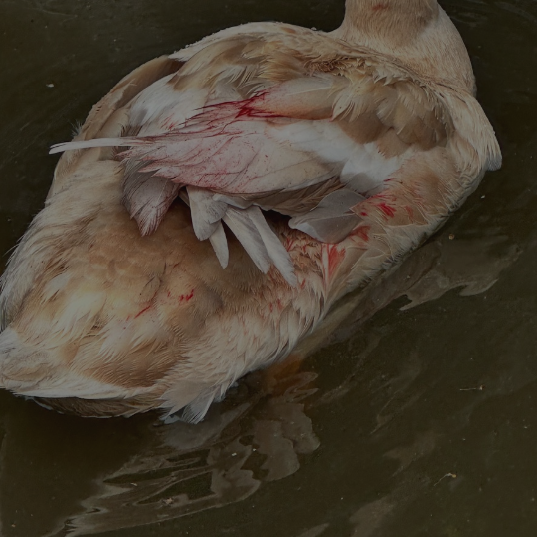 The moment an eagle attacked my duck, it wasn’t about the eagle at all