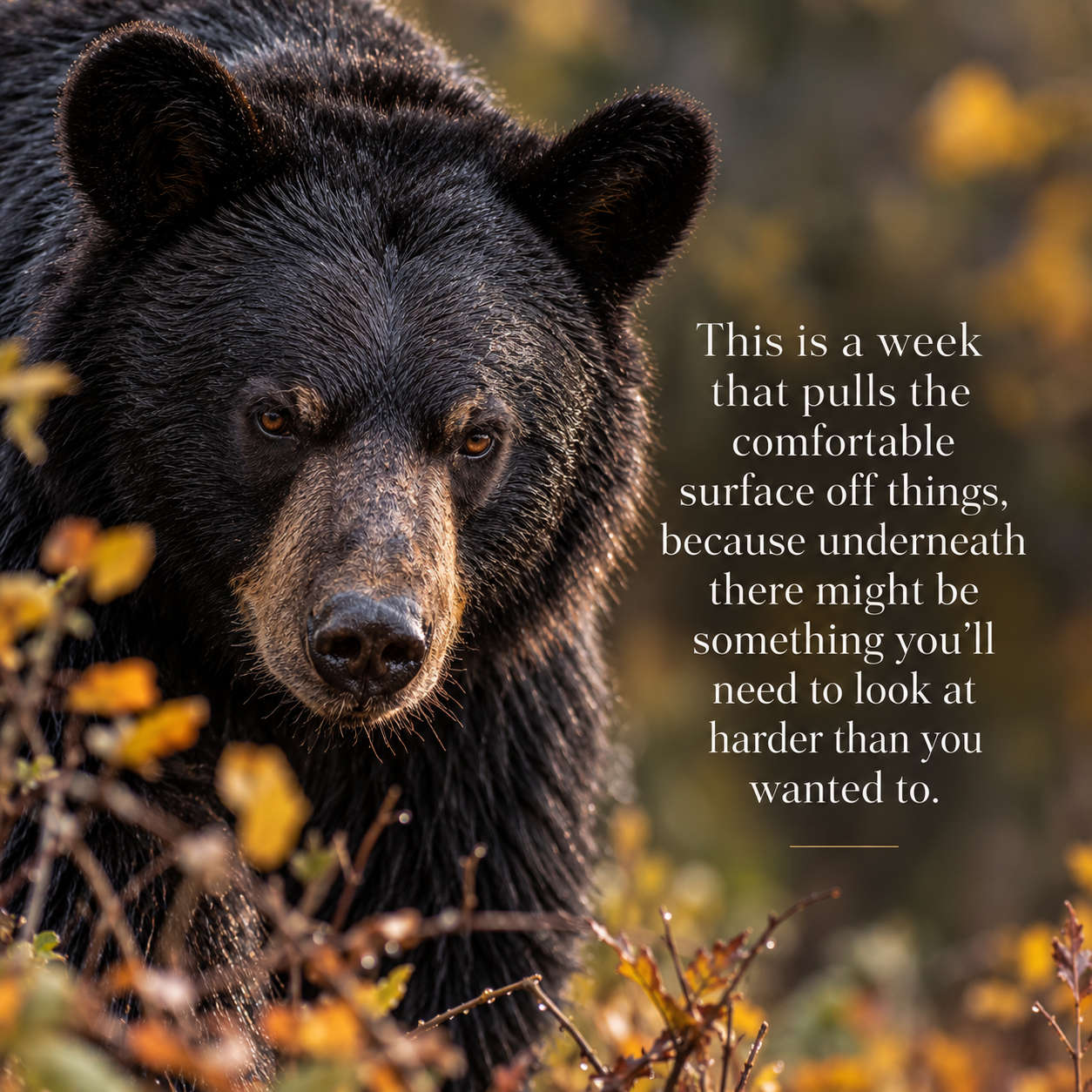 Not every bear is your bear